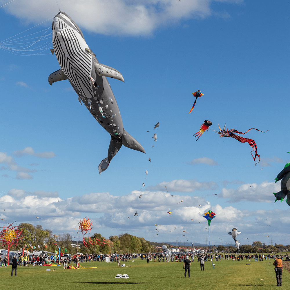 Drachenfest2023-7356-min.png